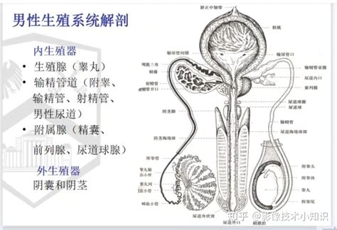 男性生殖器图片